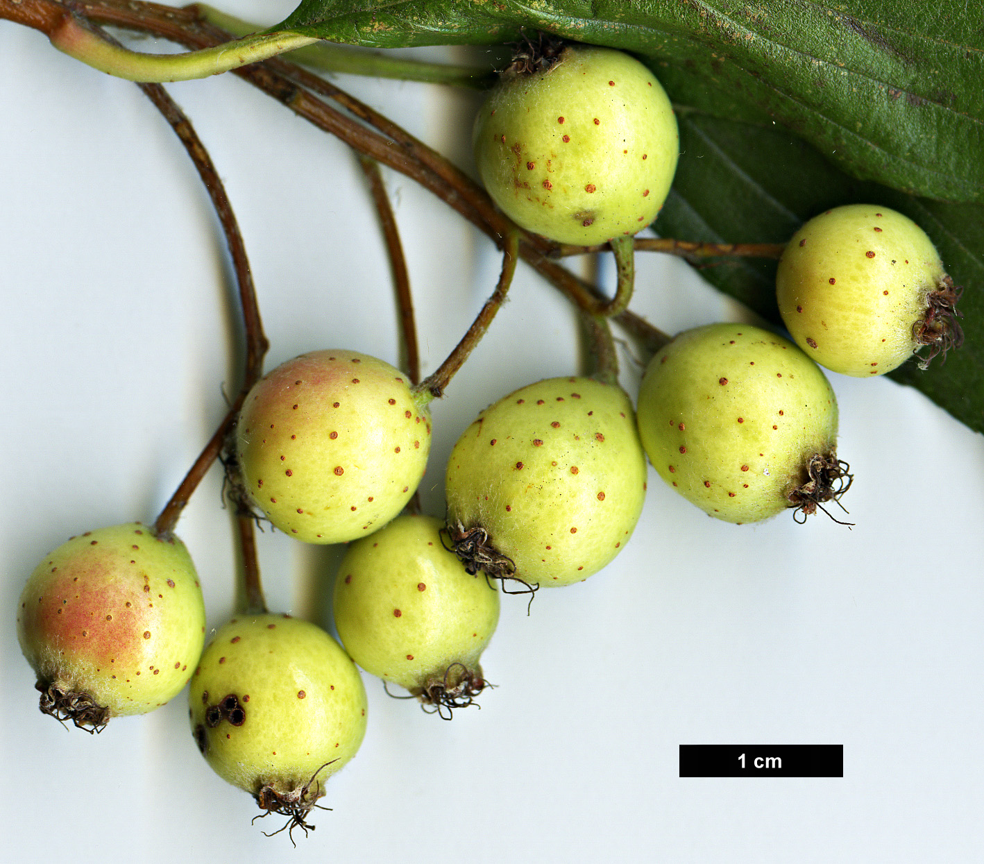 High resolution image: Family: Rosaceae - Genus: Sorbus - Taxon: ambrozyana